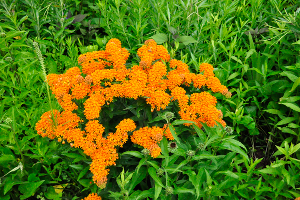 flower in Bartlett Arboretum